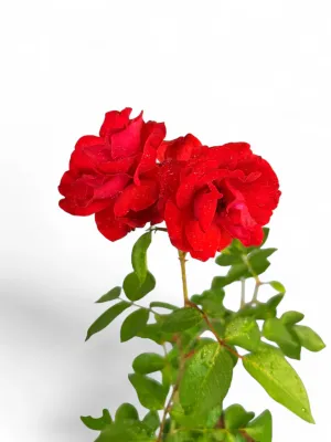 Rosa Satchmo "Tros Roos" Bush 17cmPot