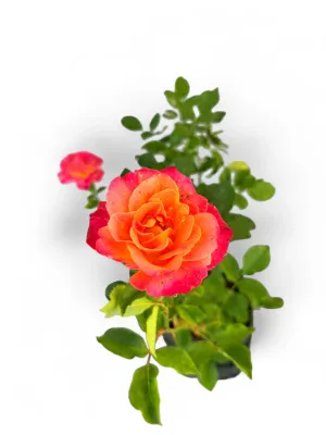 Rose Granada "Twin Colour" Bush 4Liter
