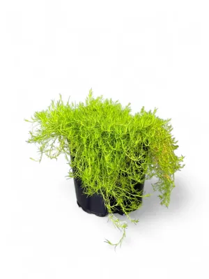 Sagina Subulata Aurea "Yellow Irish Moss" 4Liter