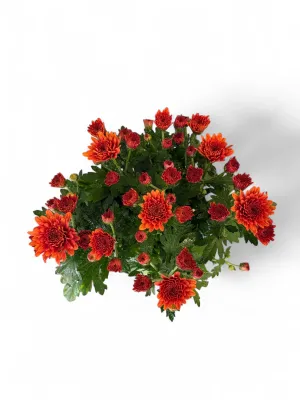 Chrysanthemum Chrystal "Orange" 14cmPot