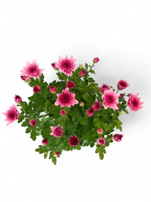 Chrysanthemum "Chrystal Pink" 14cmPot