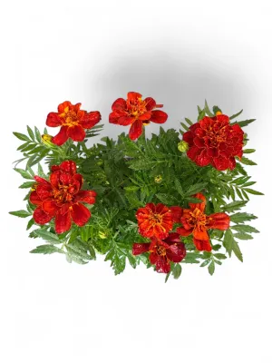 Marigold "Red Sun" Seedlings 6 Pack