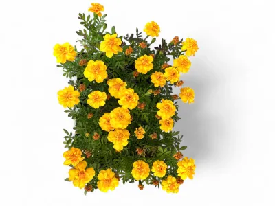 Marigold "Yellow Sun" Seedlings 30 Pack