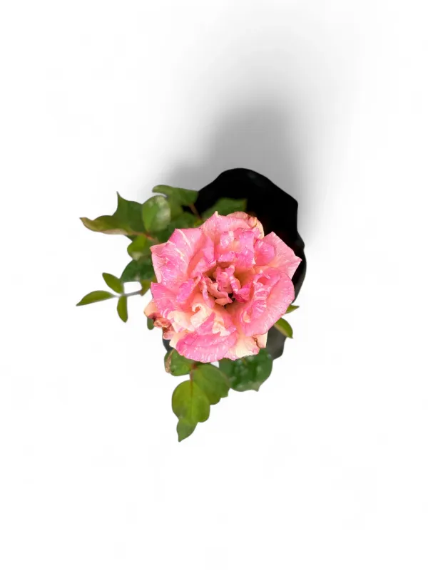 Rose "Candy Stripe" Bush 4Liter