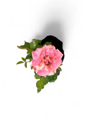 Rose "Candy Stripe" Bush 4Liter
