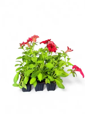 Petunia "Red Sun" Seedlings 6 Pack