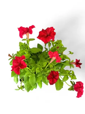 Petunia "Red Sun" Seedlings 6 Pack