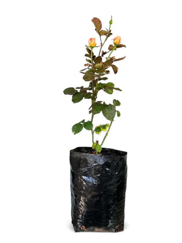 Rose "Bloemfontein" Bush 4Liter