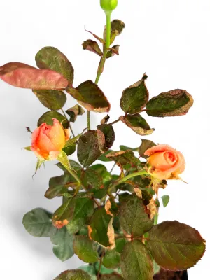 Rose "Bloemfontein" Bush 4Liter