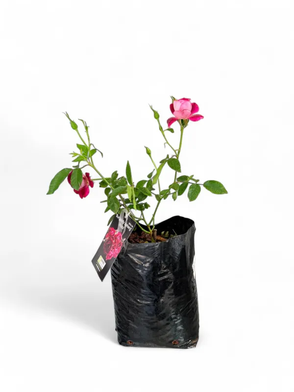 Rose "Burgandy Iceberg" Bush 4Liter