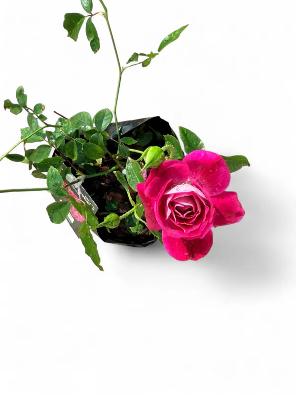 Rose "Burgandy Iceberg" Bush 4Liter