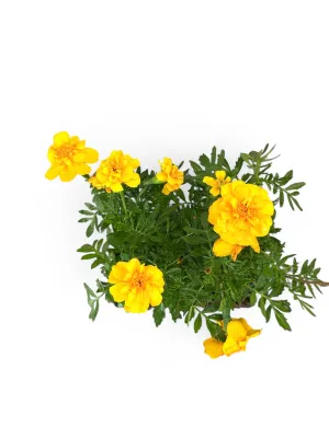 Marigold "Yellow Sun" Seedlings 6 Pack