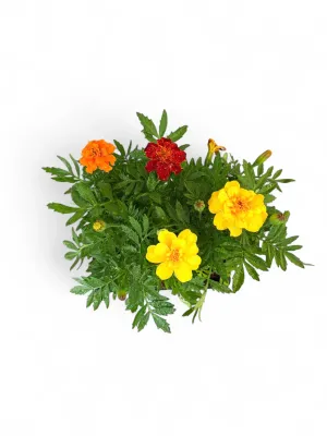 Marigold "Mix" Seedlings 6 Pack