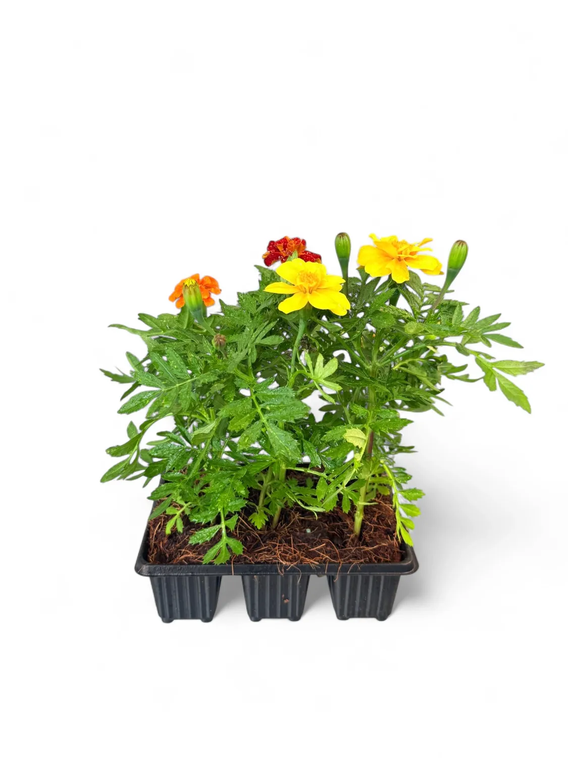 Marigold "Mix" Seedlings 6 Pack