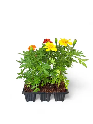Marigold "Mix" Seedlings 6 Pack