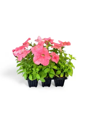 Petunia "Salmon Sun" Seedlings 6 Pack