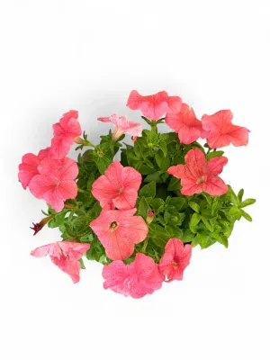 Petunia "Salmon Sun" Seedlings 6 Pack