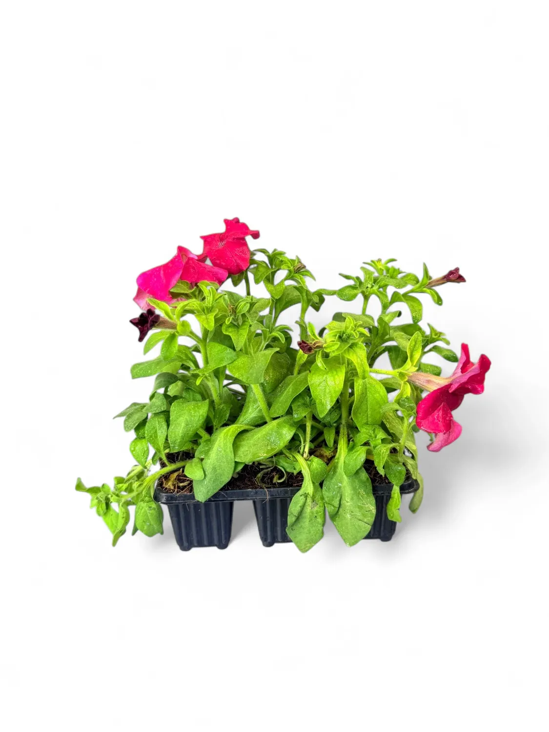 Petunia "Rose Sun" Seedlings 6 Pack