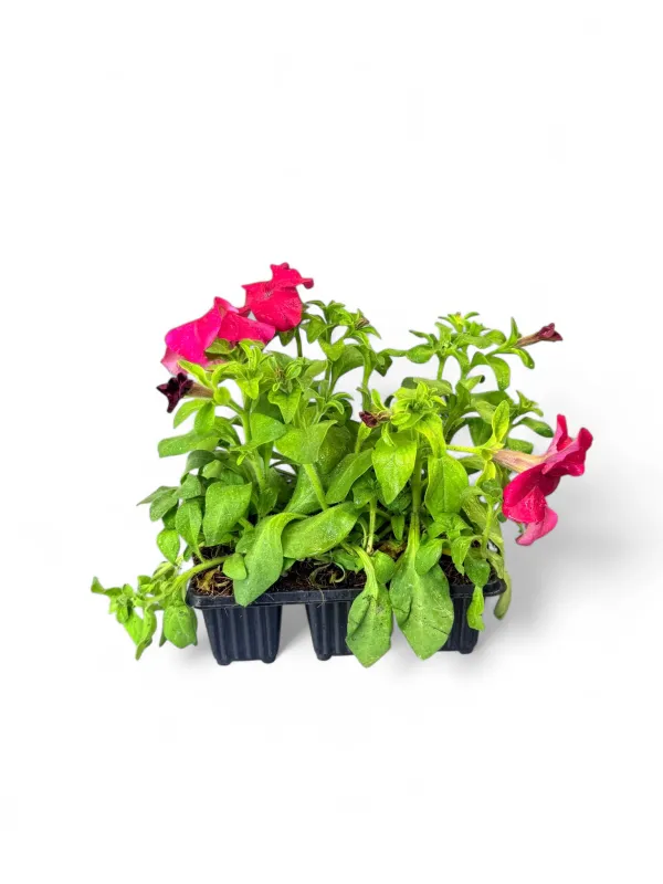 Petunia "Rose Sun" Seedlings 6 Pack