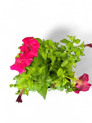 Petunia "Rose Sun" Seedlings 6 Pack