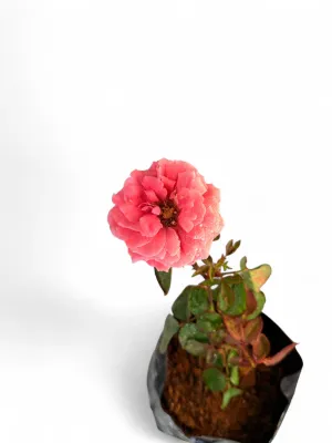 Rose "Duftwolke" Bush 4Liter