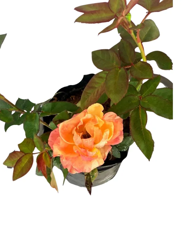 Rose "Royalty Tempi Moderni" Bush 4Liter
