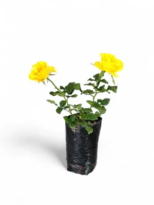Rose "Royalty The Yellow" Bush 4Liter