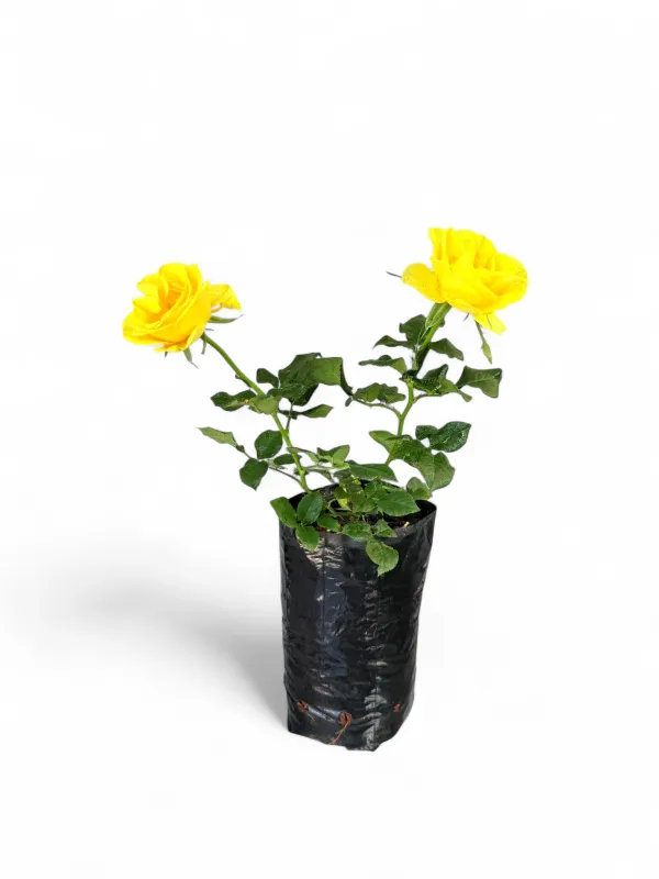 Rose "Royalty The Yellow" Bush 4Liter