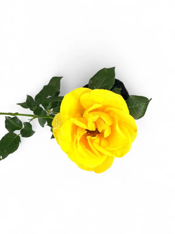 Rose "Royalty The Yellow" Bush 4Liter