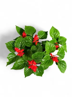Salvia Salsa "Red Sun" 6Pack Seedlings