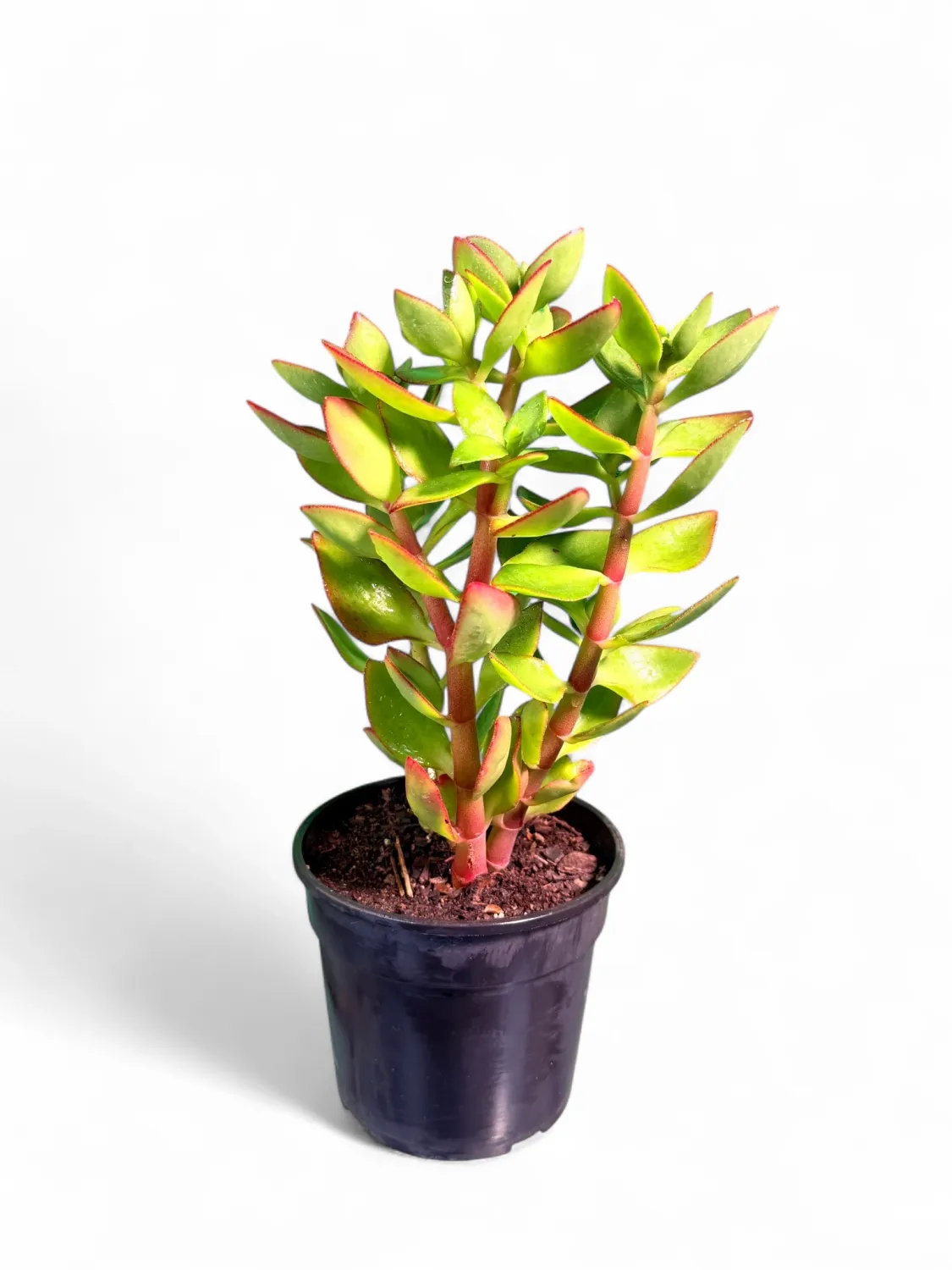 Crassula Sarmentosa "Variegated Trailing Jade" 15cmPot