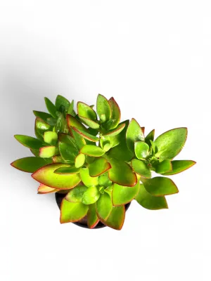 Crassula Sarmentosa "Variegated Trailing Jade" 15cmPot