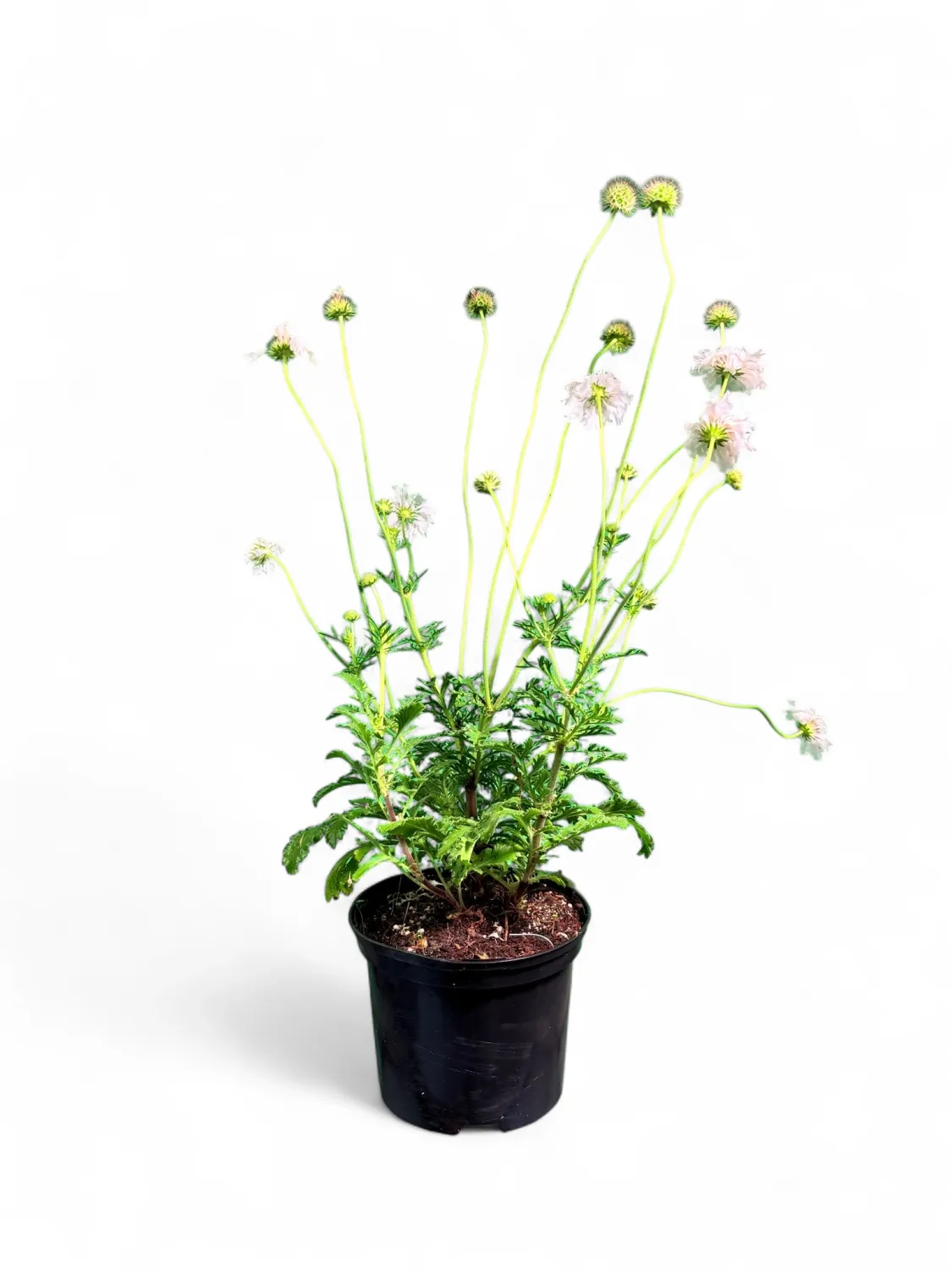 Scabiosa Columbaria "White Pincushion Flower" 17cmPot