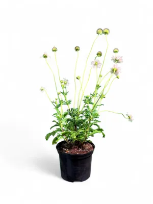 Scabiosa Columbaria "White Pincushion Flower" 17cmPot