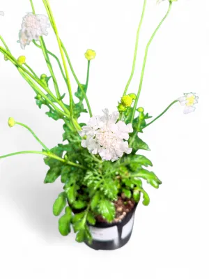 Scabiosa Columbaria "White Pincushion Flower" 17cmPot