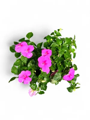 Impatiens "Bright Pink" Seedlings 6 Pack