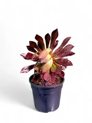 Aeonium Arboreum "Zwartkop" 15cmPot
