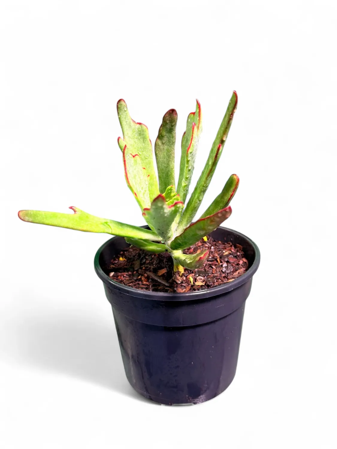 Cotelydon 15cmPot