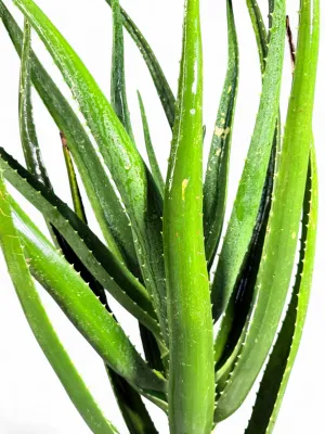 Aloidendron Barberae "Tree Aloe" 20Liter