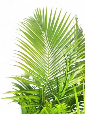 Ravenea Rivularis "Majesty Palm" 40Liter