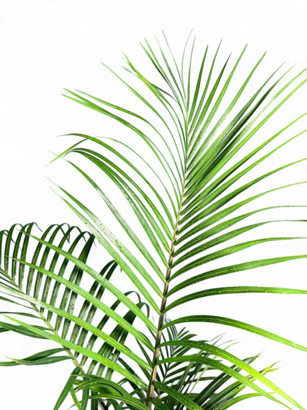 Neodypsis Decaryi "Triangle Palm"20Liter