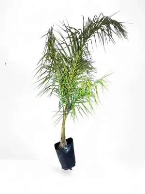 Syagrus Romanzoffiana "Cocos Palm" 40Liter