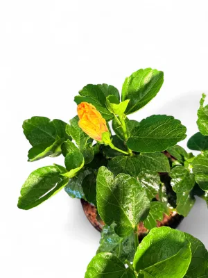 Hibiscus Rosa Sinesis "Apollo Hibiscus" 15cm Pot