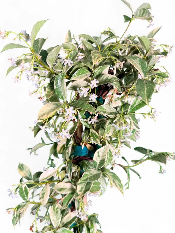 Trachelospermum Jasminoides "Variegated Star Jasmine" 2Liter