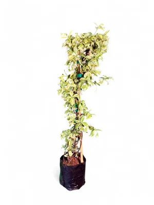 Trachelospermum Jasminoides "Variegated Star Jasmine" 2Liter