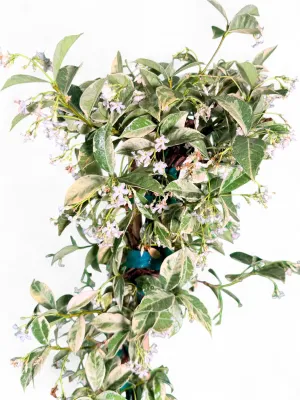 Trachelospermum Jasminoides "Variegated Star Jasmine" 2Liter