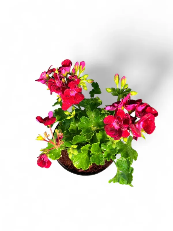 Pelargonium Zonale "Flower Fairy Red Splash" 15cmPot