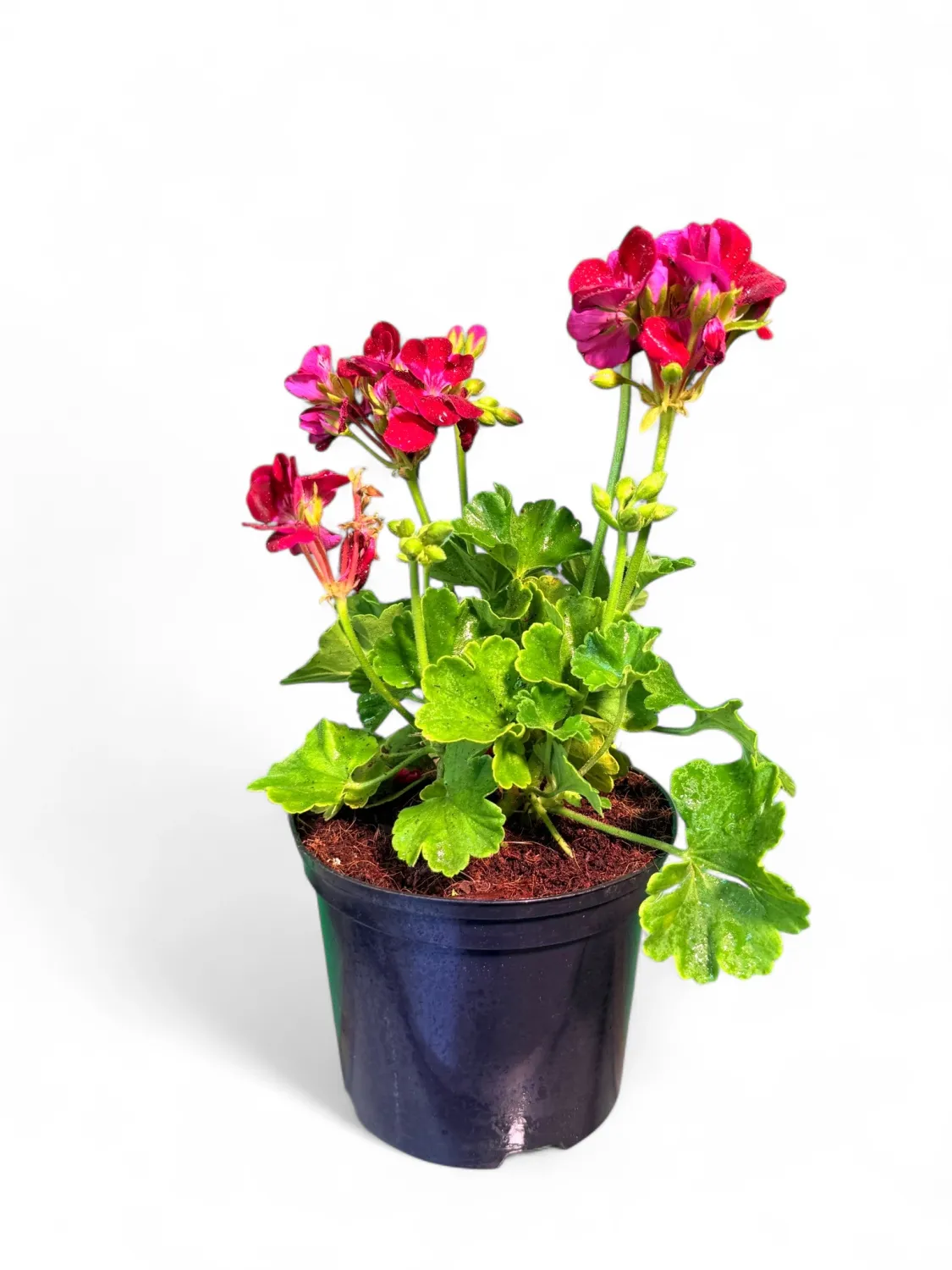 Pelargonium Zonale "Flower Fairy Red Splash" 15cmPot