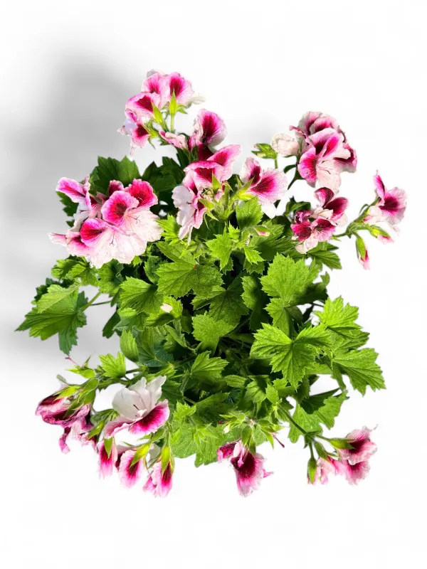 Pelargonium Grandiflorum "Elegance Bravo" 15cmPot