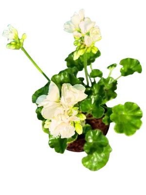 Pelargonium Zonale "Dolomites White" 15cmPot